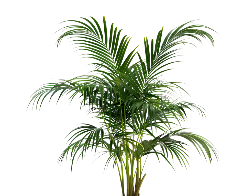 Decorative plant